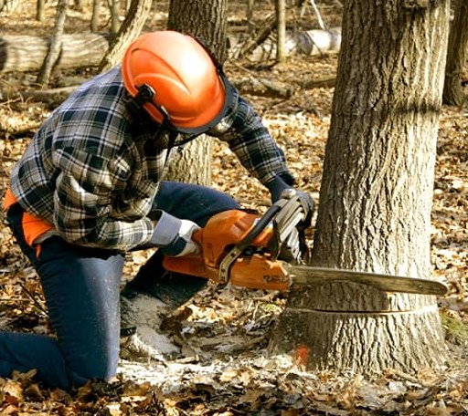 Tree Removal in Hager City, WI